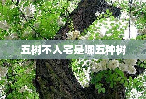 五树不入宅是哪五种树/五树进宅,升官发财 五树不入宅是哪五种树/五树进宅,升官发财