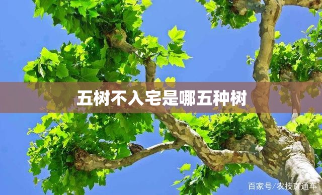 五树不入宅是哪五种树/五树进宅,升官发财 五树不入宅是哪五种树/五树进宅,升官发财