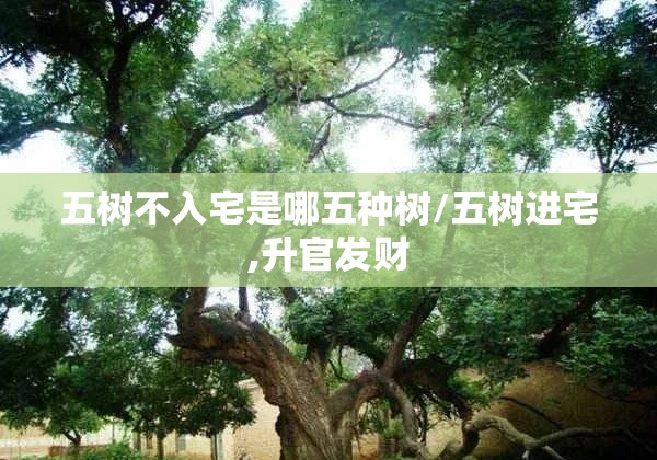 五树不入宅是哪五种树/五树进宅,升官发财