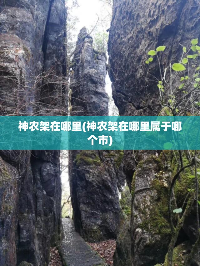 神农架在哪里(神农架在哪里属于哪个市)