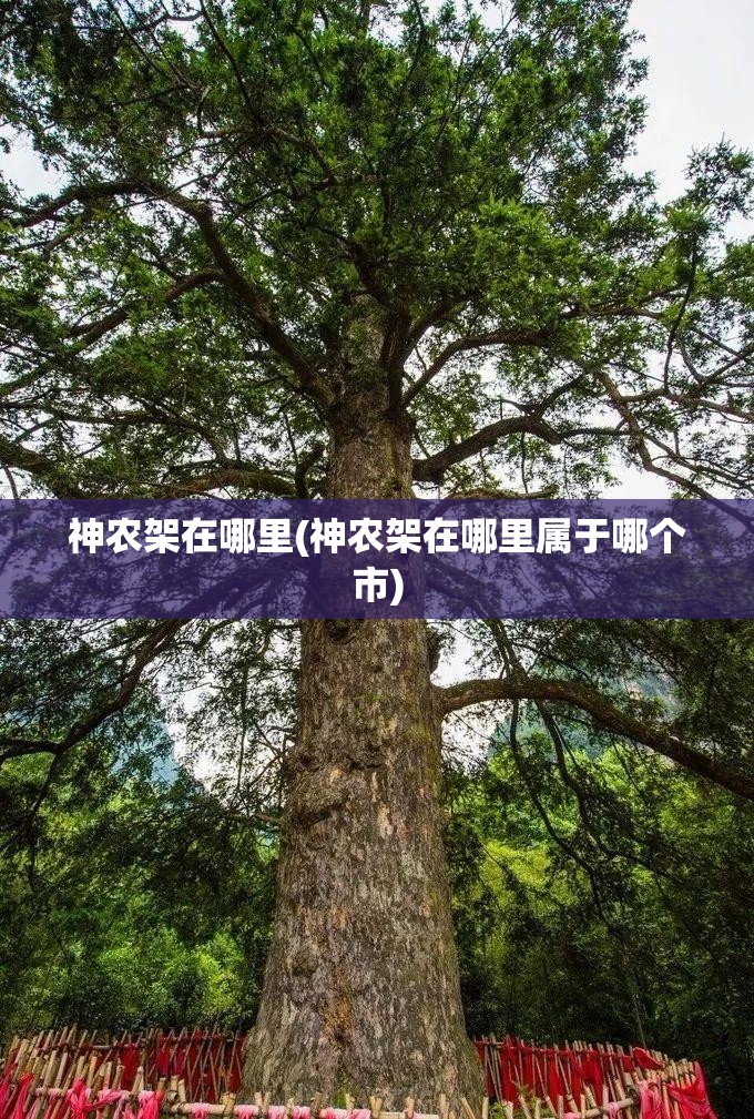 神农架在哪里(神农架在哪里属于哪个市)