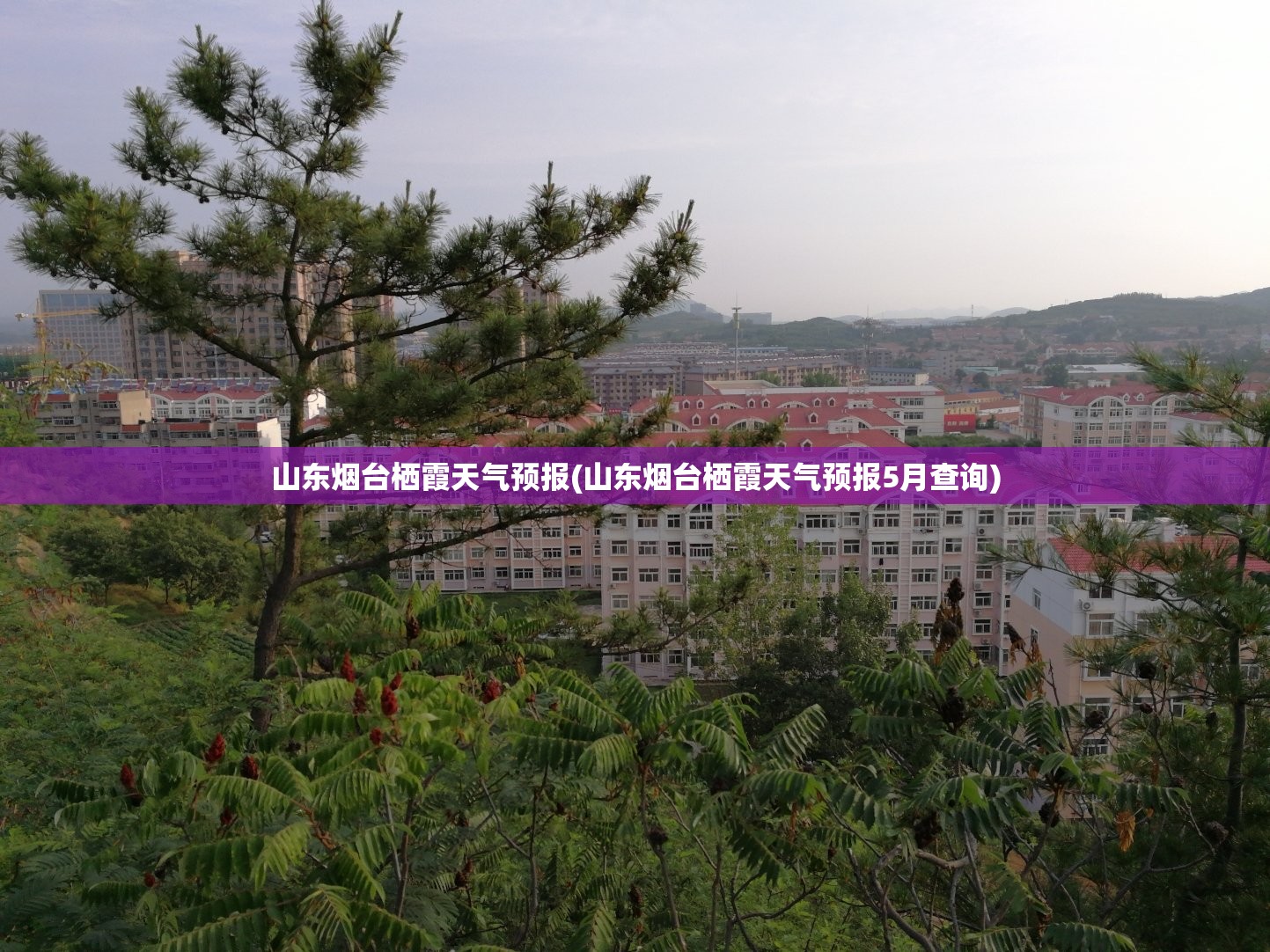 山东烟台栖霞天气预报(山东烟台栖霞天气预报5月查询) 山东烟台栖霞天气预报(山东烟台栖霞天气预报5月查询)