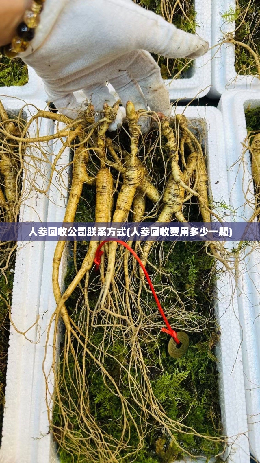 人参回收公司联系方式(人参回收费用多少一颗) 人参回收公司联系方式(人参回收费用多少一颗)