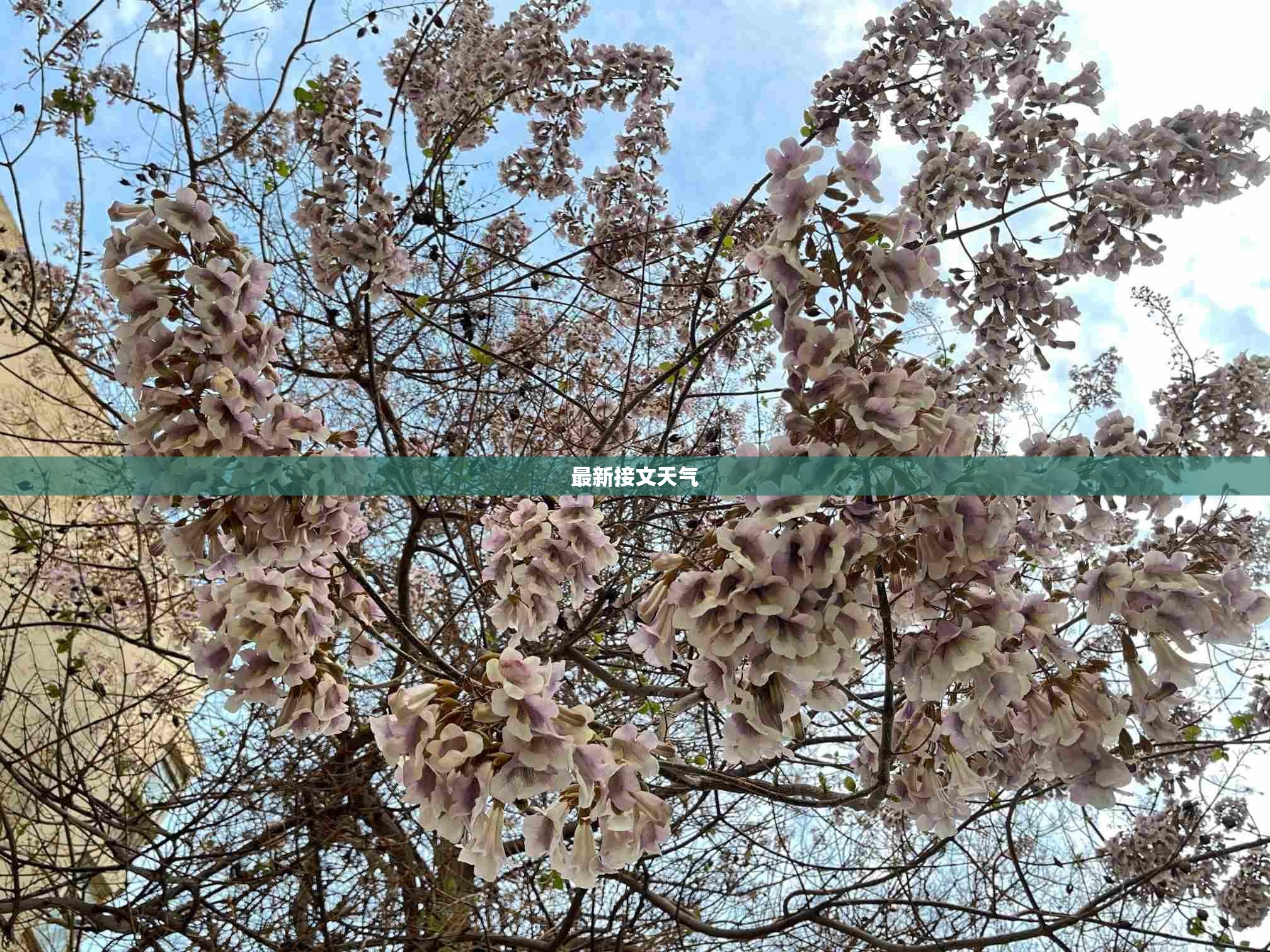 最新接文天气/最新天气盛泽镇