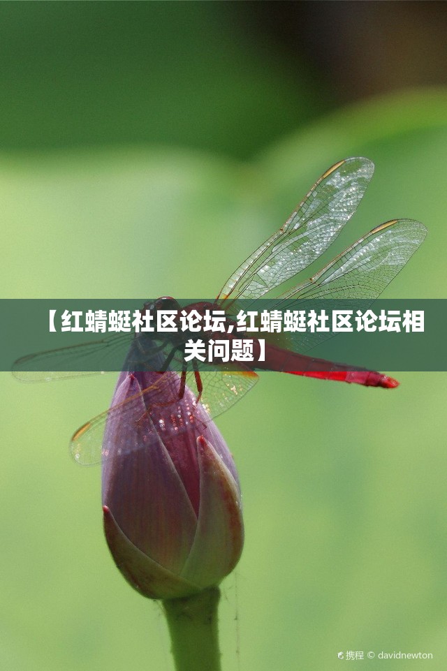 【红蜻蜓社区论坛,红蜻蜓社区论坛相关问题】