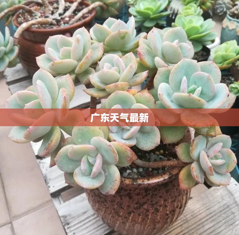 广东天气最新(广东潮汕未来15天天气)