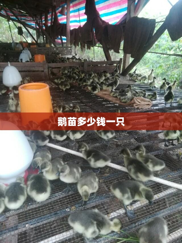 【鹅苗多少钱一只,鹅苗多少钱一只哪里有】