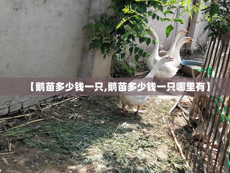 【鹅苗多少钱一只,鹅苗多少钱一只哪里有】 【鹅苗多少钱一只,鹅苗多少钱一只哪里有】