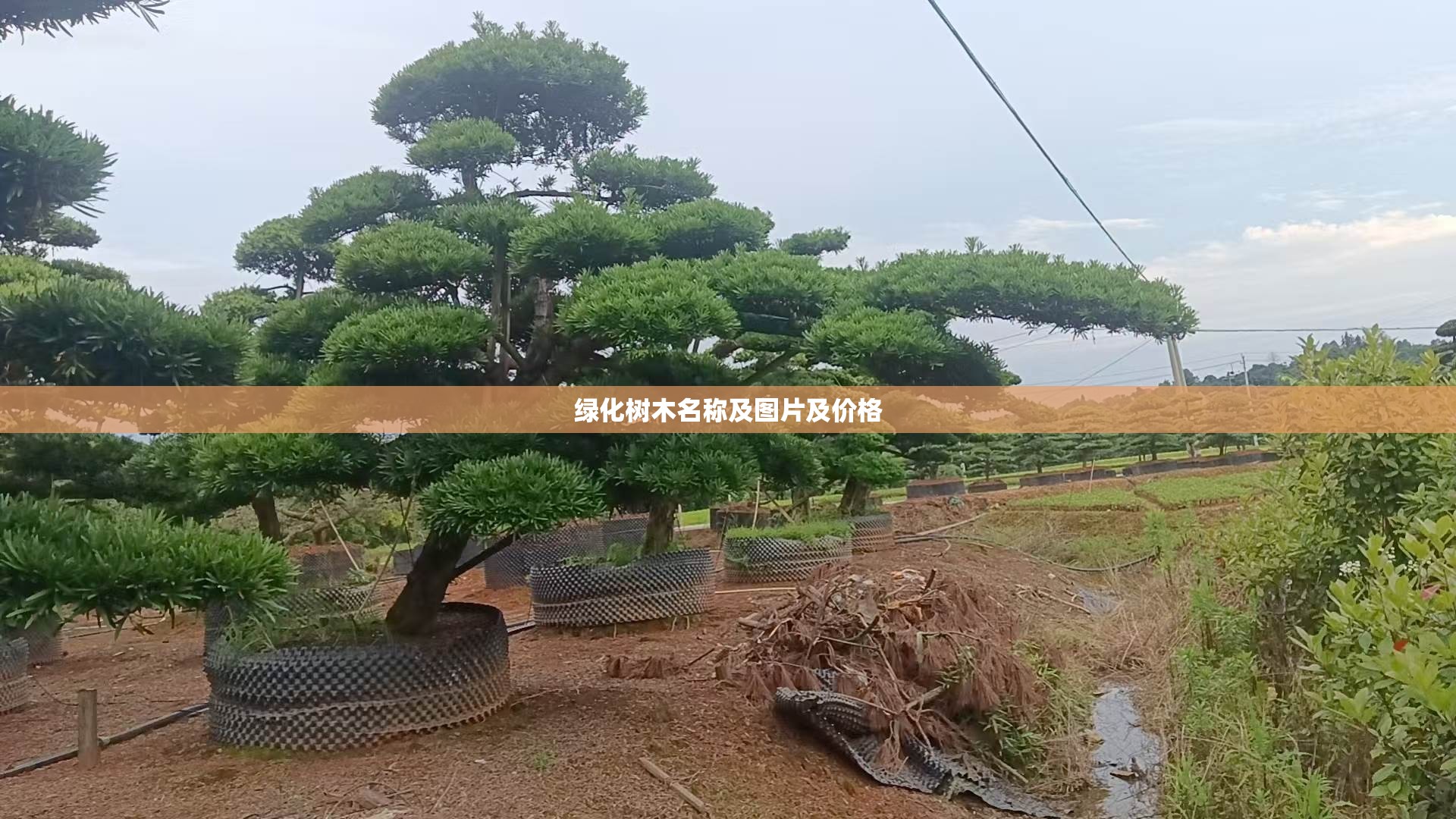 绿化树木名称及图片及费用(绿化树木名称及费用表)