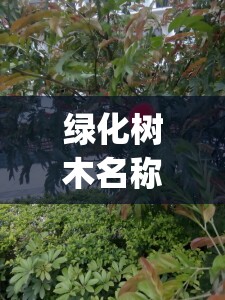 绿化树木名称及图片及费用(绿化树木名称及费用表) 绿化树木名称及图片及费用(绿化树木名称及费用表)