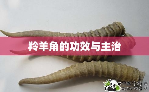 羚羊角的功效与主治/羚羊角功效作用全解析