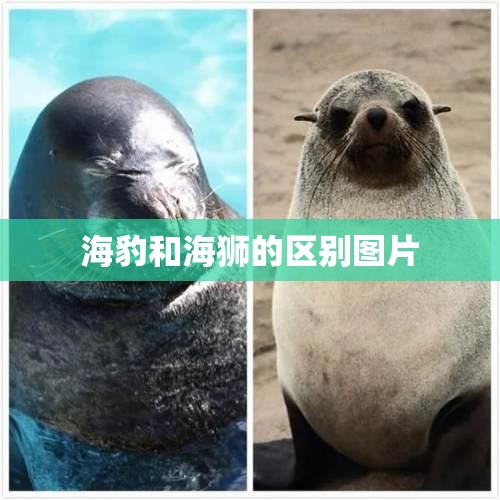 【海豹和海狮的区别图片,海狮和海豹的最大区别】