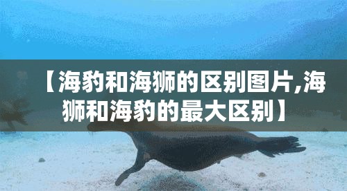【海豹和海狮的区别图片,海狮和海豹的最大区别】