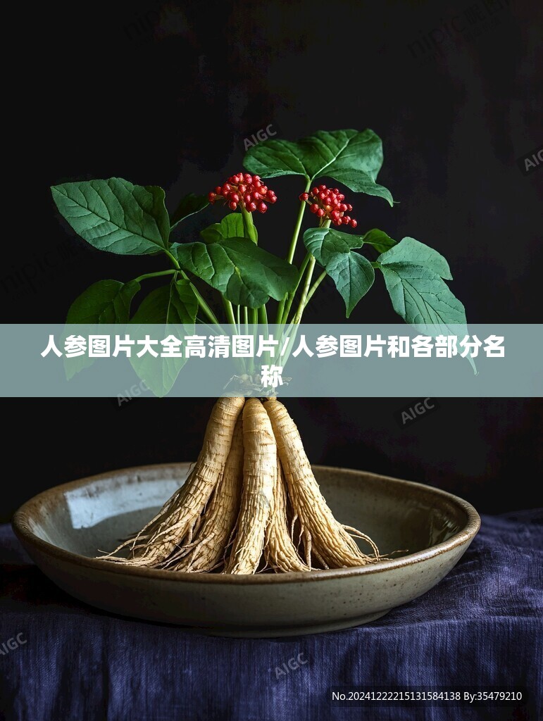 人参图片大全高清图片/人参图片和各部分名称
